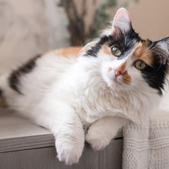 calico_cat